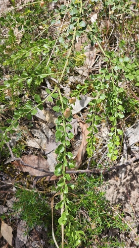 Acacia observed 2026-10-29