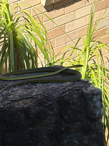Dendrelaphis observed 2026-10-29