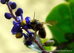 Megachile amparo