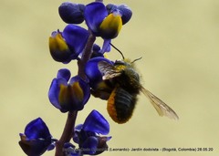 Megachile amparo
