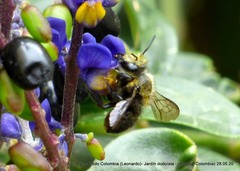 Megachile amparo