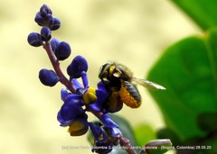Megachile amparo