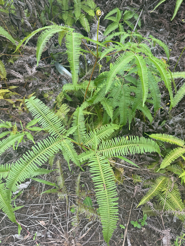 Dicranopteris linearis observed 2026-10-28