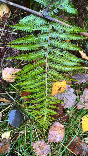 Dryopteris filix-mas observed 2026-10-28