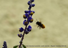 Megachile amparo