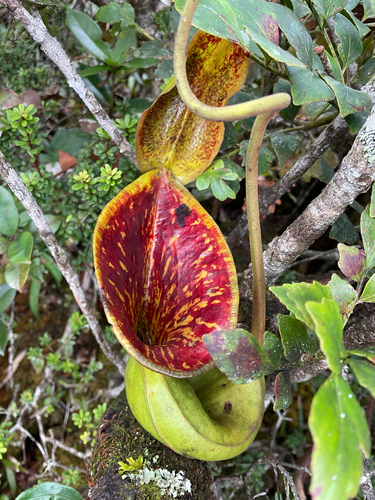 Nepenthes observed 2026-10-27