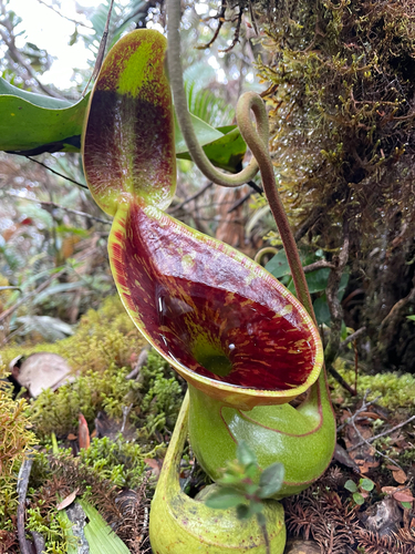 Nepenthes observed 2026-10-27
