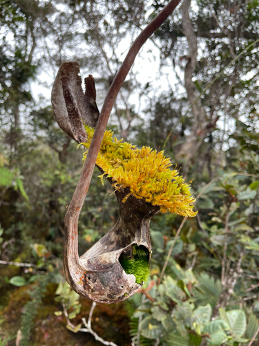 Nepenthes observed 2026-10-27