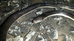 Atractaspis bibronii