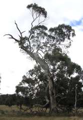Eucalyptus rubida
