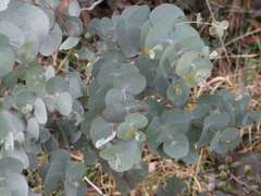 Eucalyptus rubida