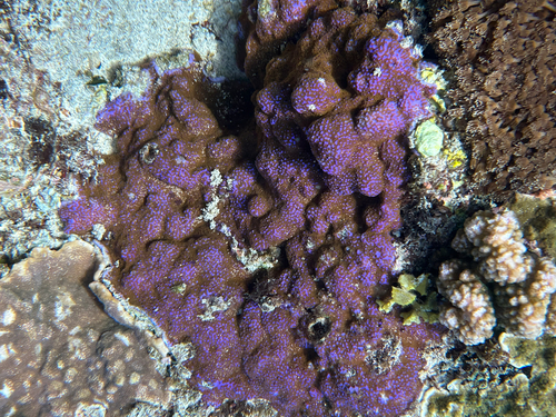 Montipora observed 2026-10-29