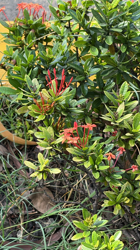 Ixora observed 2026-10-28