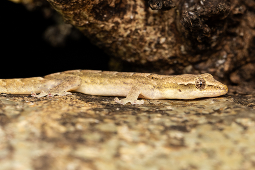 Lepidodactylus lugubris observed 2026-10-26