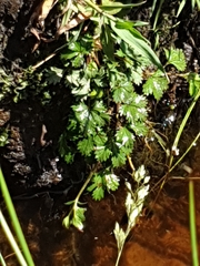 Ranunculus gmelinii