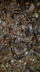 Afrotyphlops mucruso