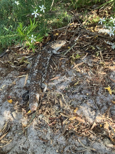 Tiliqua rugosa observed 2026-10-29