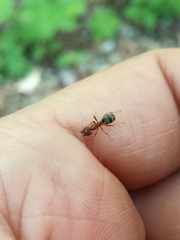 Liometopum orientale