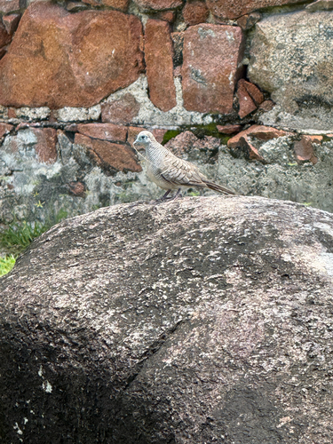 Geopelia striata observed 2026-10-29