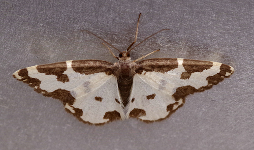 Lomaspilis marginata