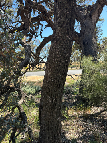 Eucalyptus observed 2026-10-29