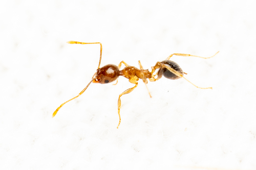 Pheidole megacephala observed 2026-10-27