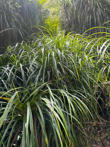 Freycinetia observed 2026-10-29