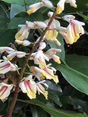 Alpinia formosana