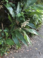 Alpinia formosana