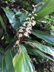 Alpinia formosana
