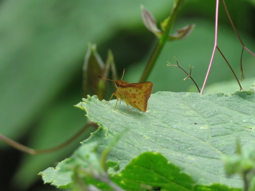Zalomes biforis