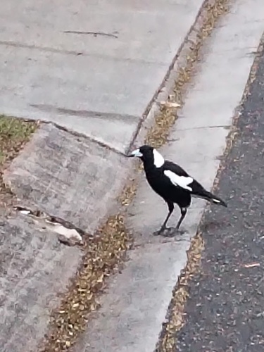 Australian Magpie