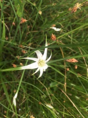 Rhynchospora latifolia