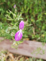 Dicliptera cernua