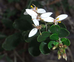 Olearia myrsinoides