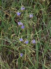 Dianella amoena