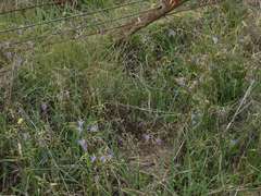 Dianella amoena