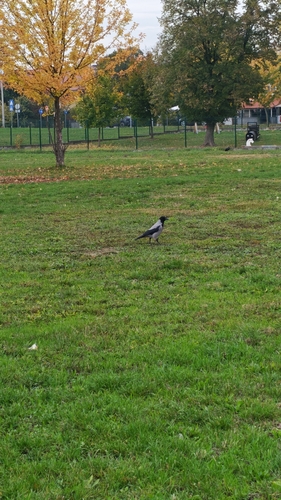 Corvus observed 2026-10-29