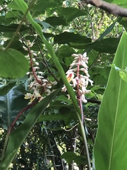 Alpinia formosana