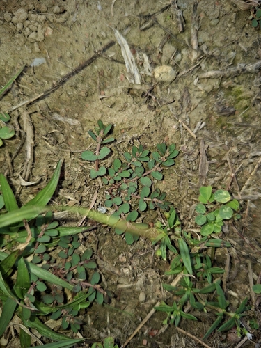 Euphorbia thymifolia observed 2026-10-29