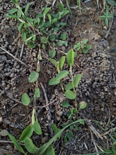 Alysicarpus vaginalis observed 2026-10-29