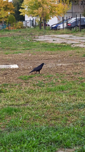 Corvus observed 2026-10-29