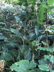 Alpinia formosana