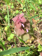 Lamium purpureum purpureum