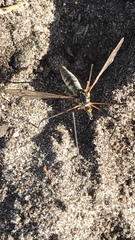 Nephrotoma pratensis