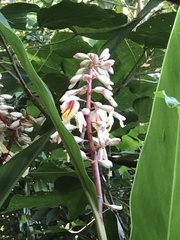 Alpinia formosana