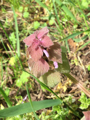 Lamium purpureum purpureum