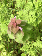 Lamium purpureum purpureum