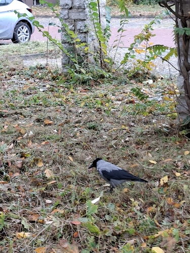 Corvus observed 2026-10-29