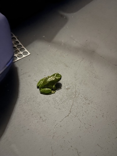 Litoria observed 2026-10-29
